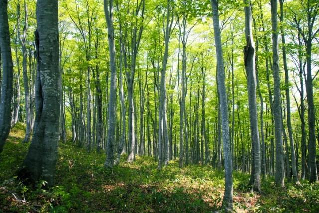 A green forest