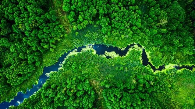 River running through forest